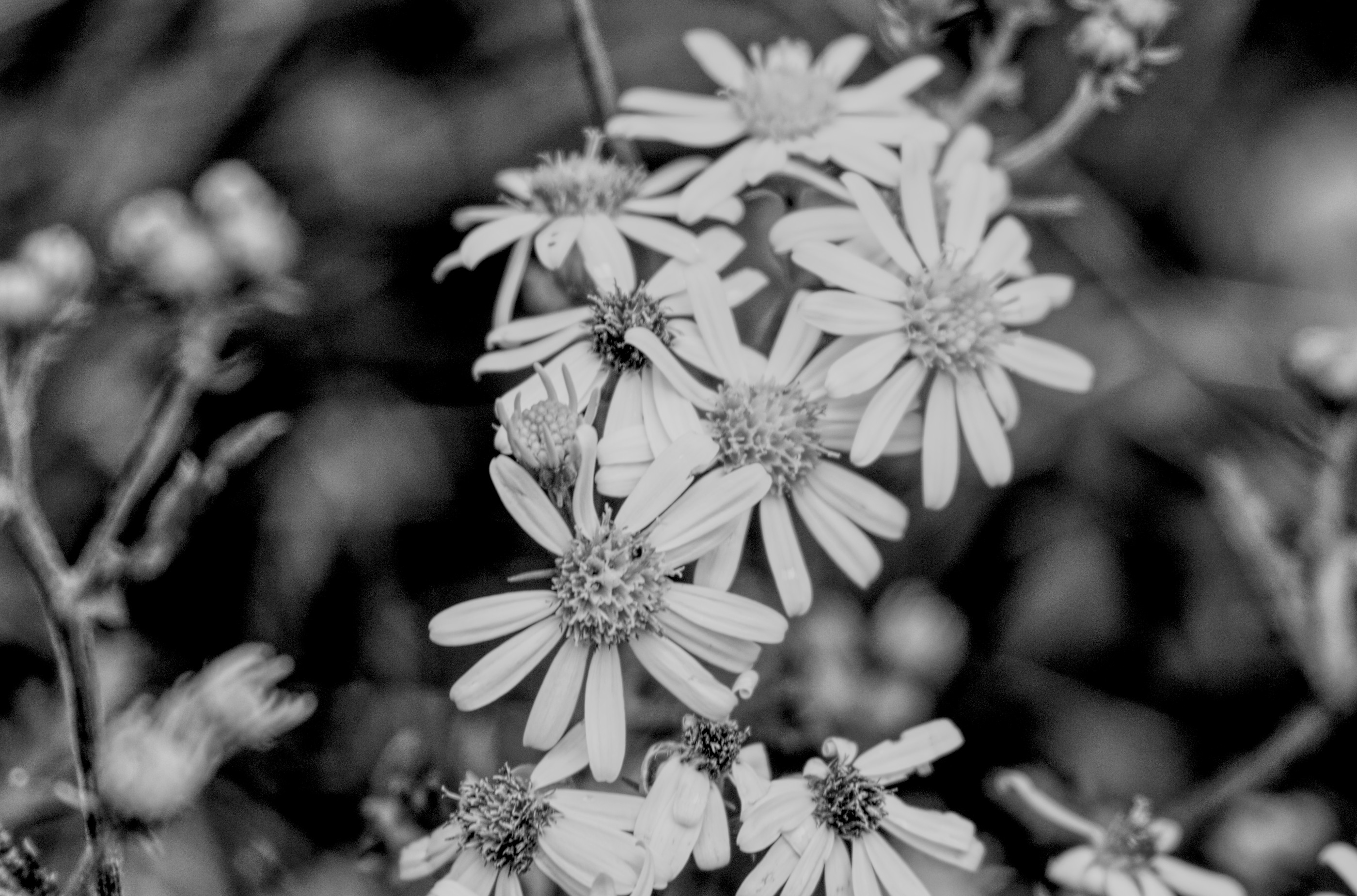 Fleur en noir&blanc